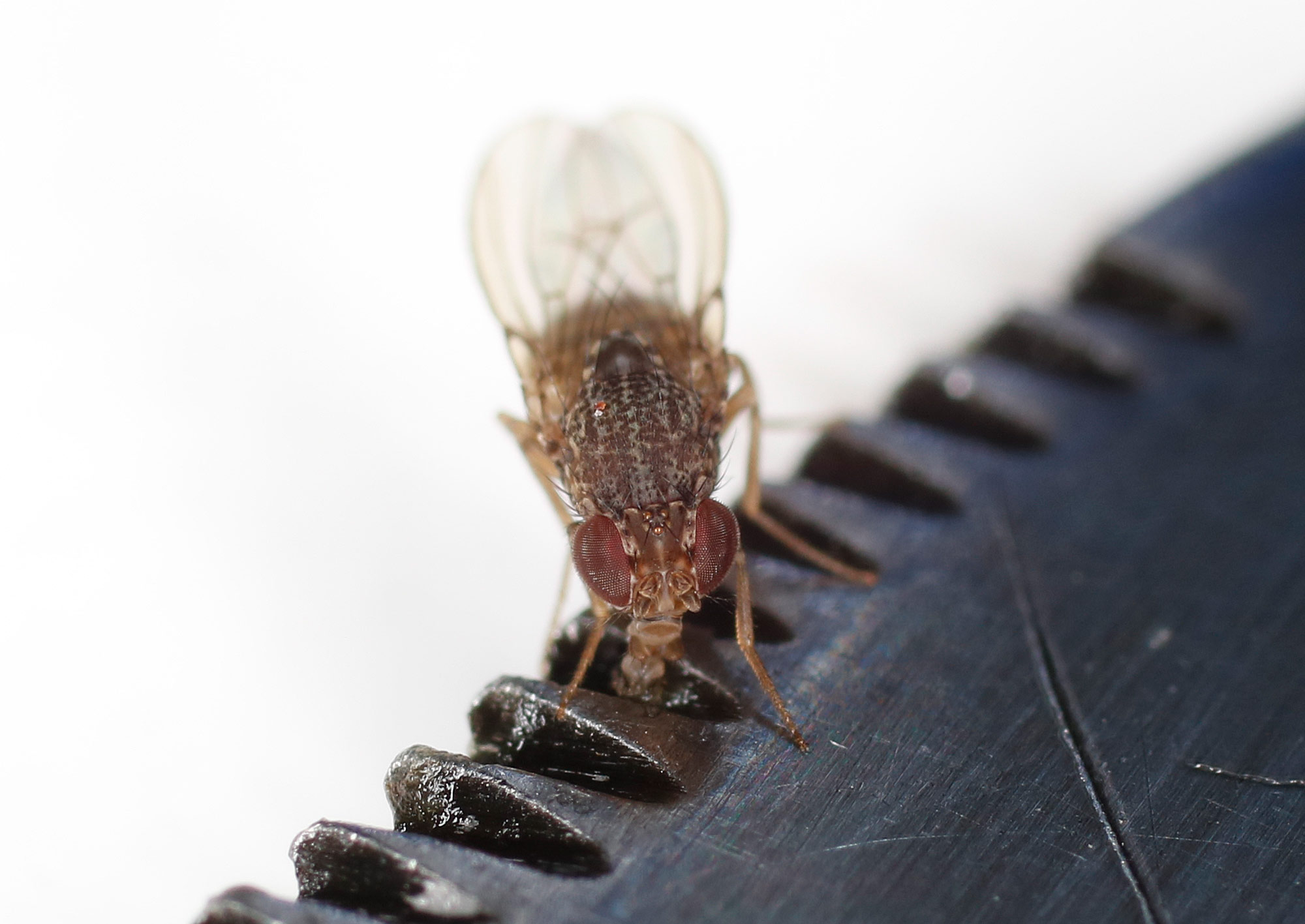 Drosophilidae: Drosophila cfr. repleta